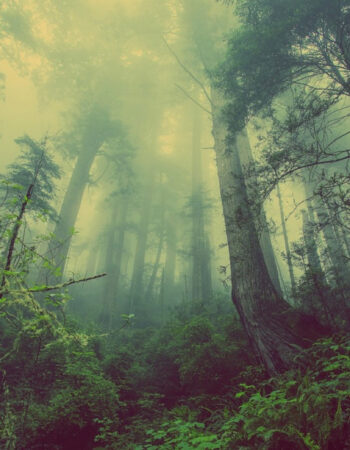 Placerville Tree Service