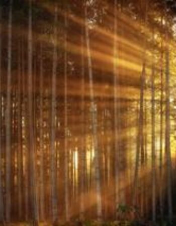 Placerville Tree Service