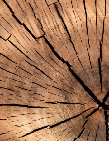 Placerville Tree Service