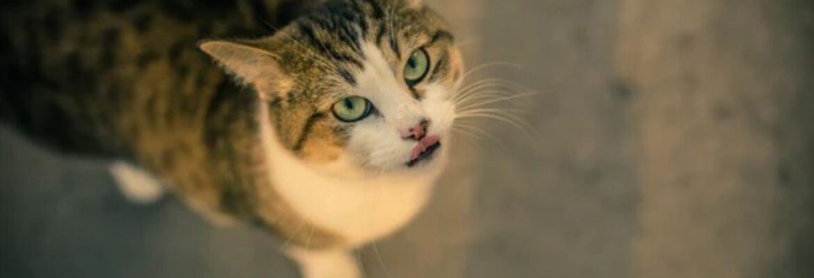 Yo Pet