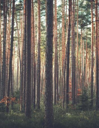 Placerville Tree Service