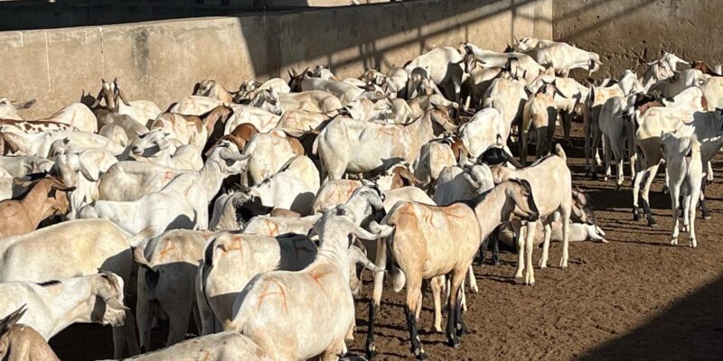Nivaka Meat Exports
